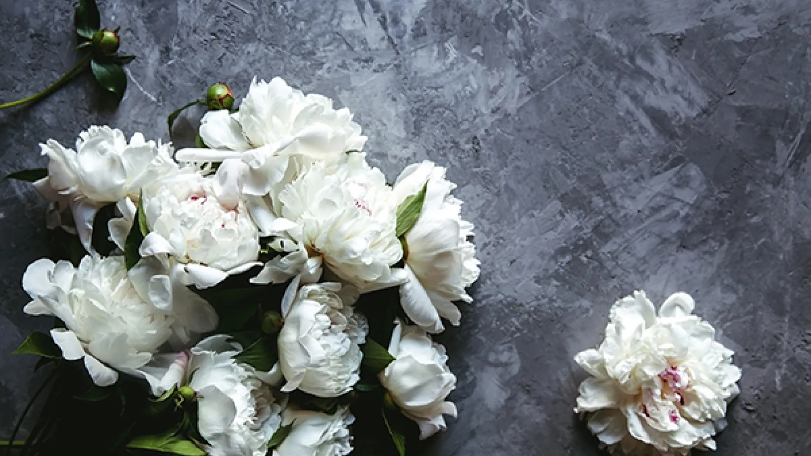 white flowers laying on a gray textured background