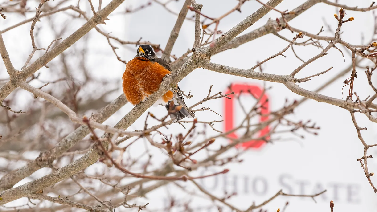 A robin perched in a leafless tree in winter