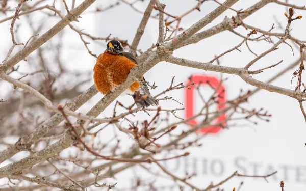 A robin perched in a leafless tree in winter